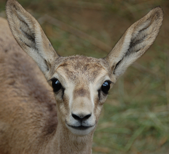 «Jeyran» Ecocenter will run total accounting of animals