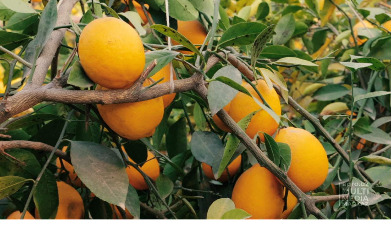 O‘tgan yili O‘zbekistonda 2332 gektar maydonda limon yetishtirildi